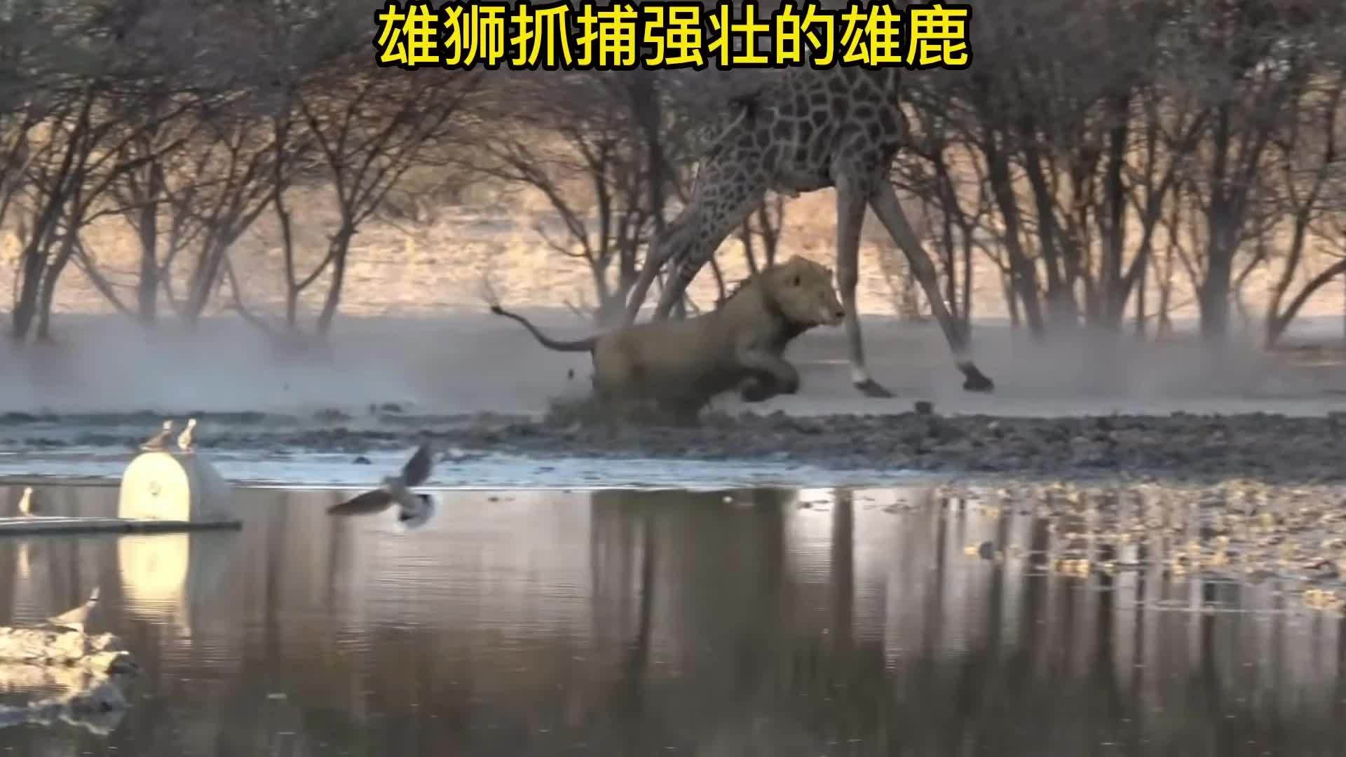 爱游戏-雄鹿力克雄狮，迎来五连胜的简单介绍